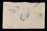Two Cretaceous Fossil Shrimp - Lebanon #154580-1